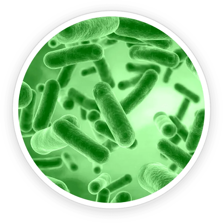 Bacillus Coagulans
